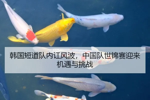 韩国短道队内讧风波，中国队世锦赛迎来机遇与挑战