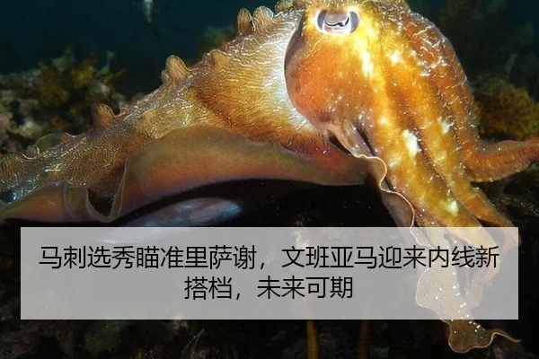 马刺选秀瞄准里萨谢，文班亚马迎来内线新搭档，未来可期